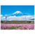 やのまん ジグソーパズル 500ピース れんげの花と富士山(静岡) 05-1016 YM051016ﾚﾝｹﾞﾉﾊﾅﾄﾌｼﾞｻﾝ-イメージ1