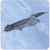 タカラトミー アニア AS-15 ユーラシアカワウソ(水に浮くVer．) ｱﾆｱAS15ﾕ-ﾗｼｱｶﾜｳｿﾐｽﾞﾆｳｸ-イメージ5